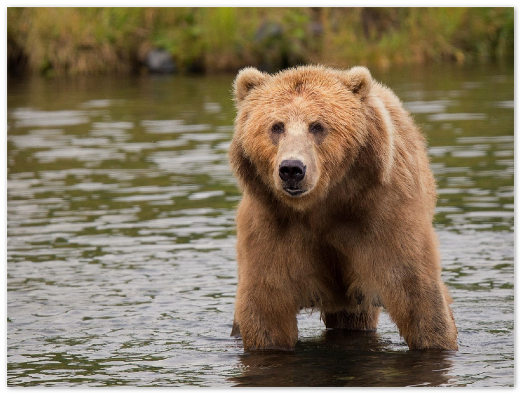 Bear in the Lake - Print - MetalPlex