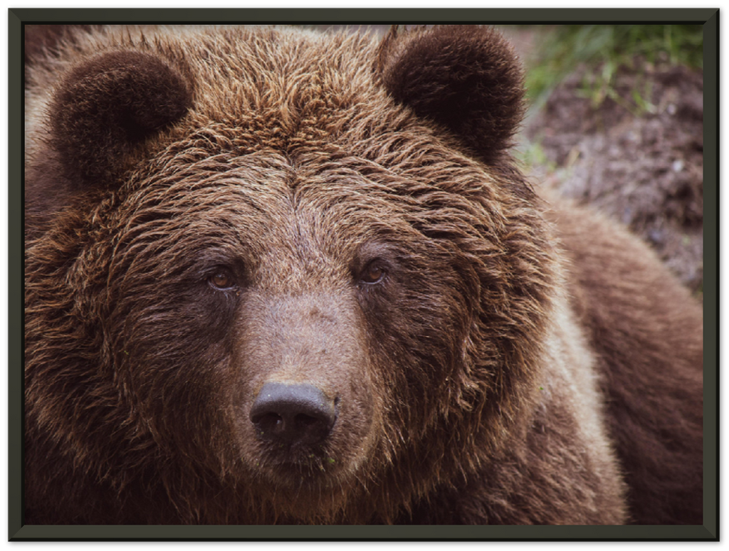 Brown Bear - Print - MetalPlex