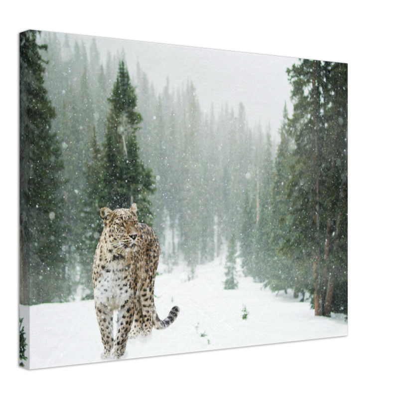 Cheetah In Snow - Print - MetalPlex