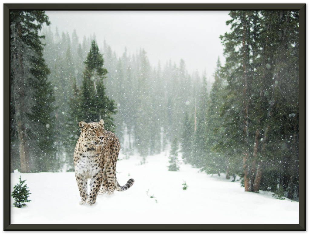Cheetah In Snow - Print - MetalPlex