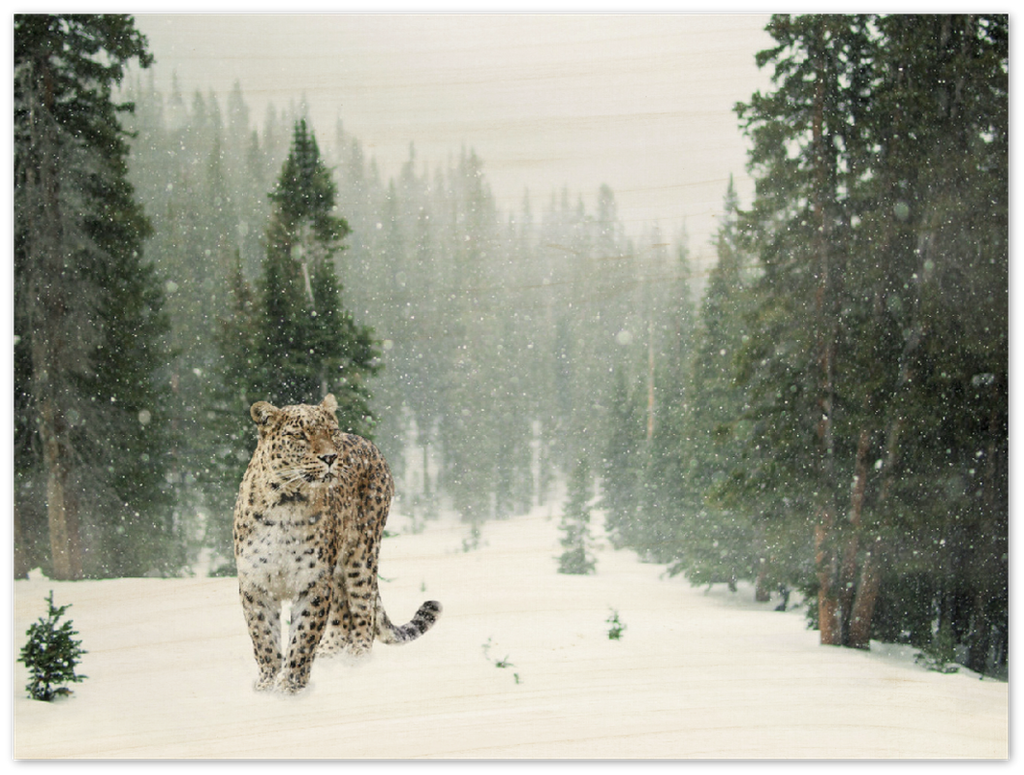 Cheetah In Snow - Print - MetalPlex