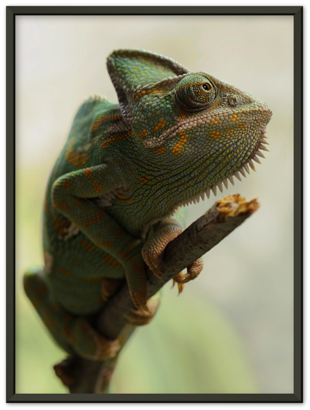 Climbing Chameleon - Print - MetalPlex