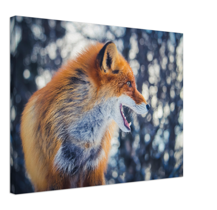 Curious Fox - Print - MetalPlex