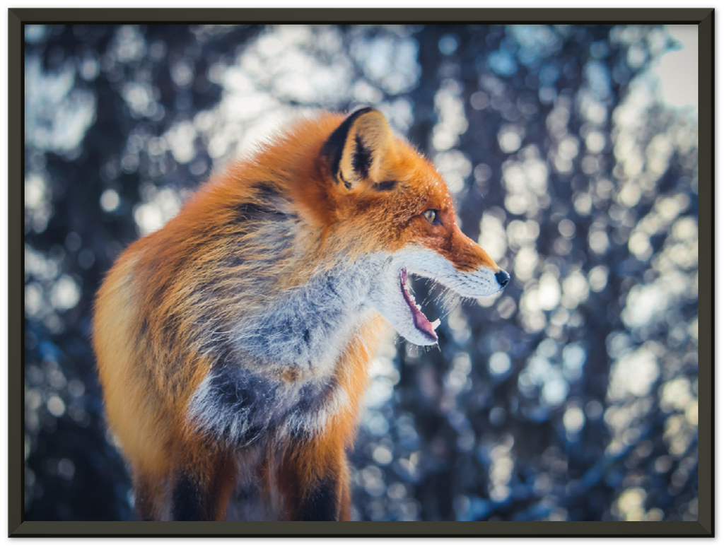 Curious Fox - Print - MetalPlex