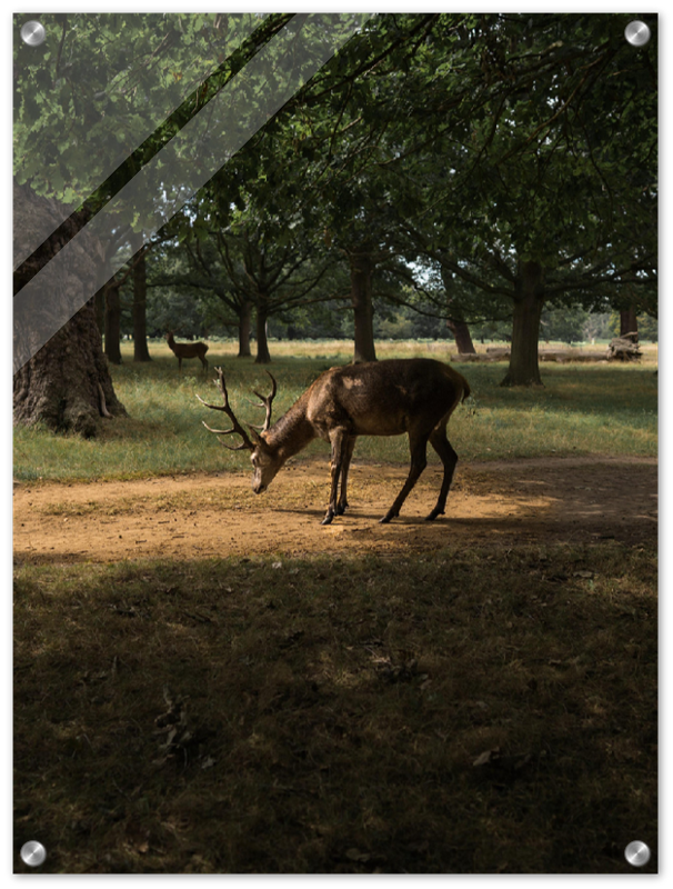 Deer in Sunlight - Print - MetalPlex