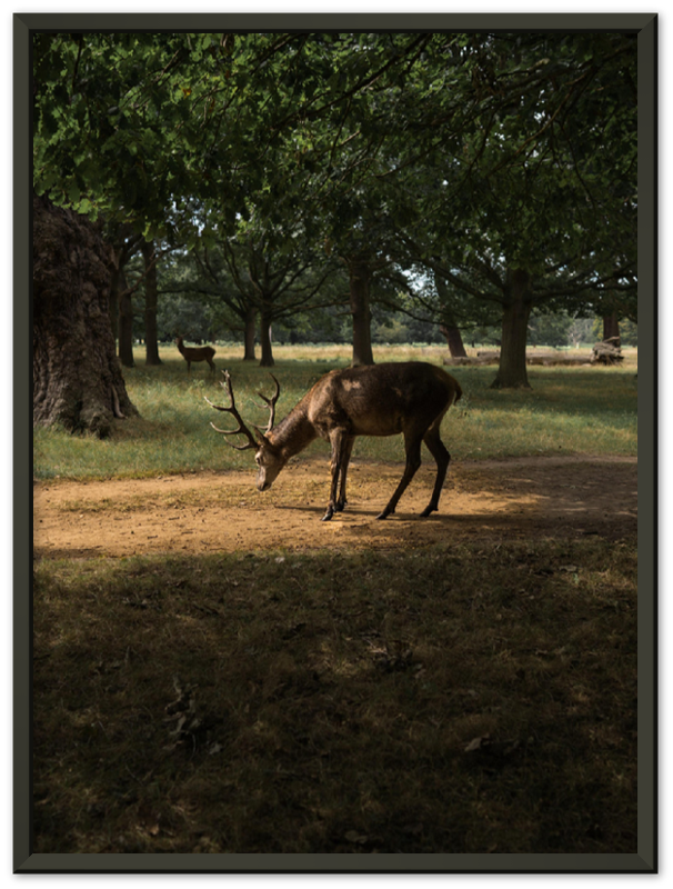 Deer in Sunlight - Print - MetalPlex