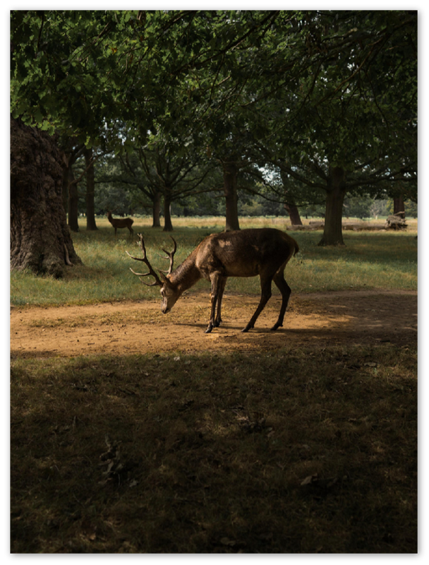 Deer in Sunlight - Print - MetalPlex