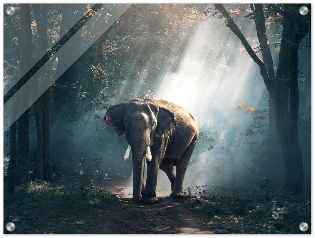 Elephant - Print - MetalPlex