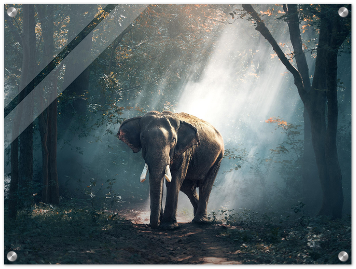 Elephant - Print - MetalPlex