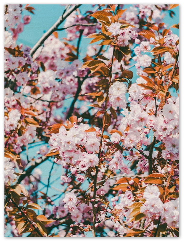 Floral - Print - MetalPlex