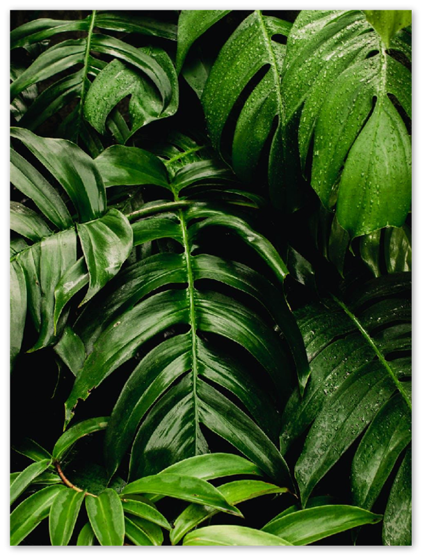 Green Leaves - Print - MetalPlex