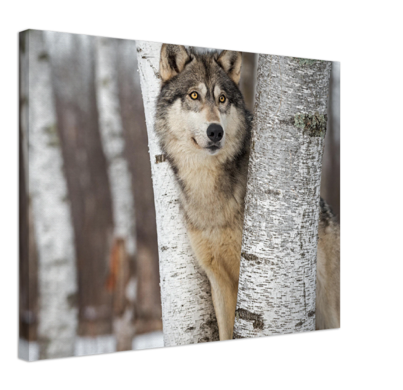 Grey Wolf - Print - MetalPlex