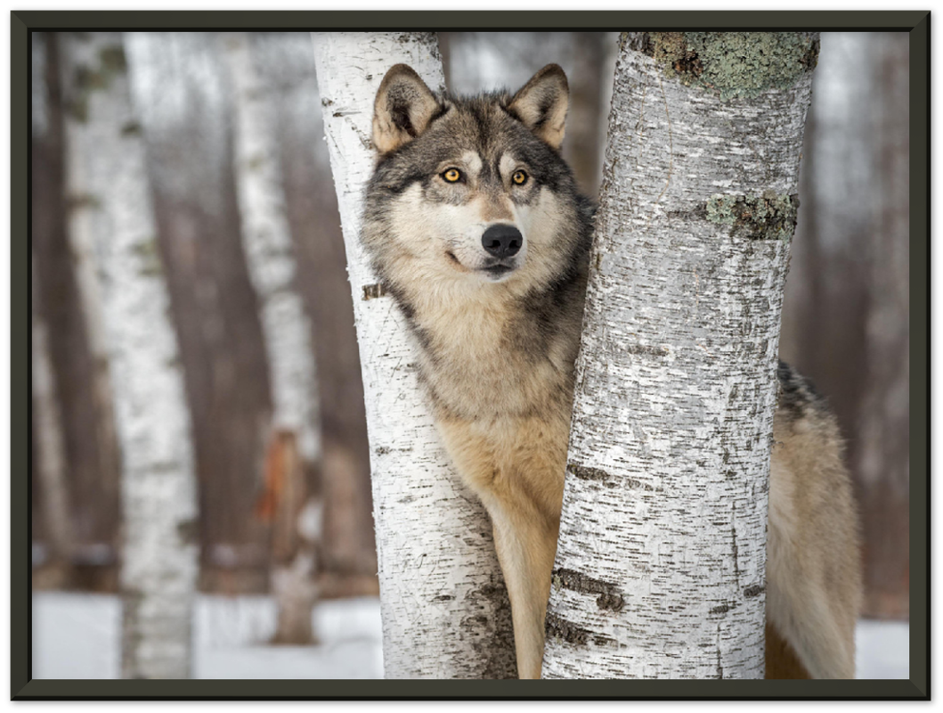 Grey Wolf - Print - MetalPlex