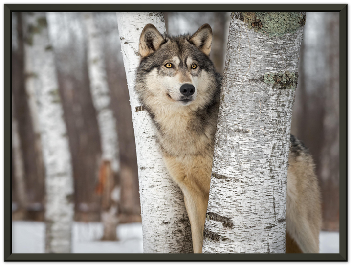 Grey Wolf - Print - MetalPlex