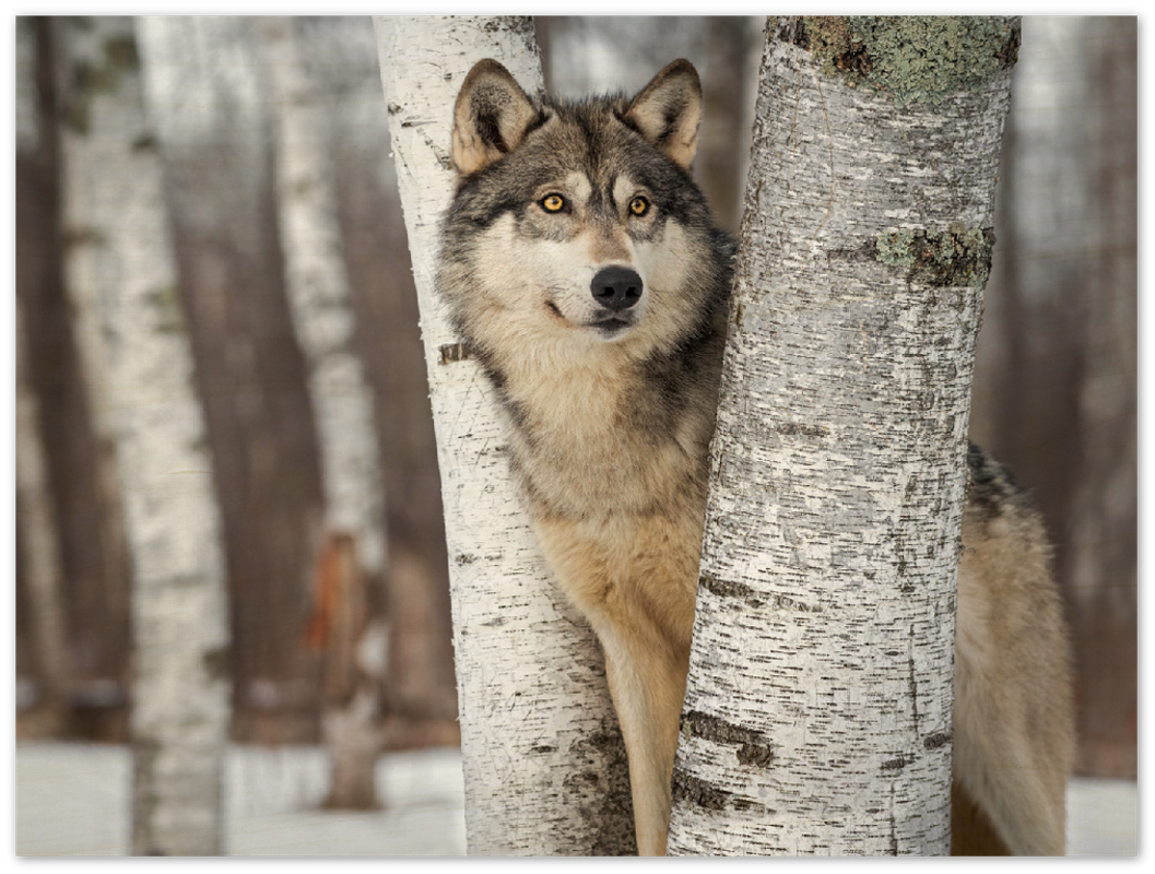 Grey Wolf - Print - MetalPlex