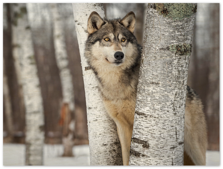 Grey Wolf - Print - MetalPlex
