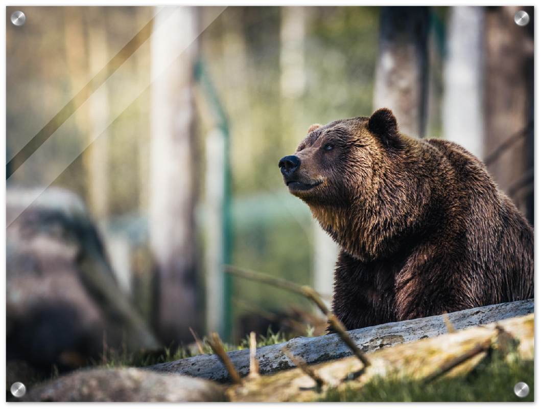 Happy Bear - Print - MetalPlex