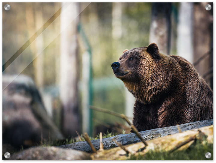 Happy Bear - Print - MetalPlex