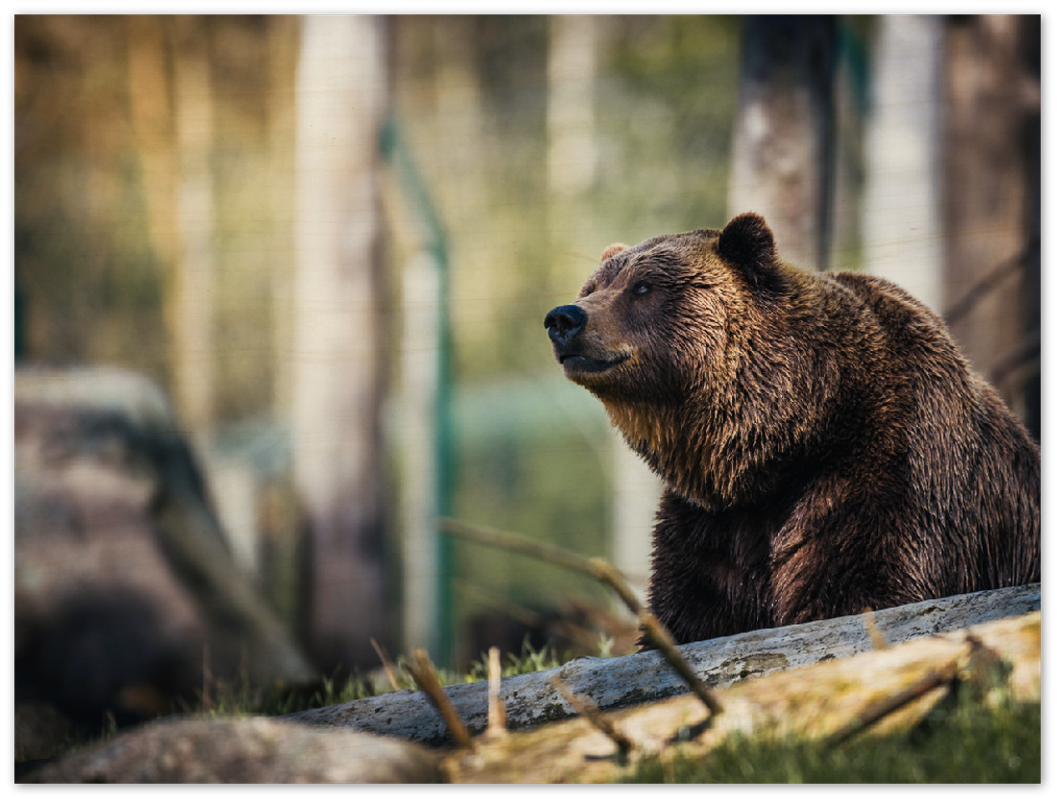 Happy Bear - Print - MetalPlex