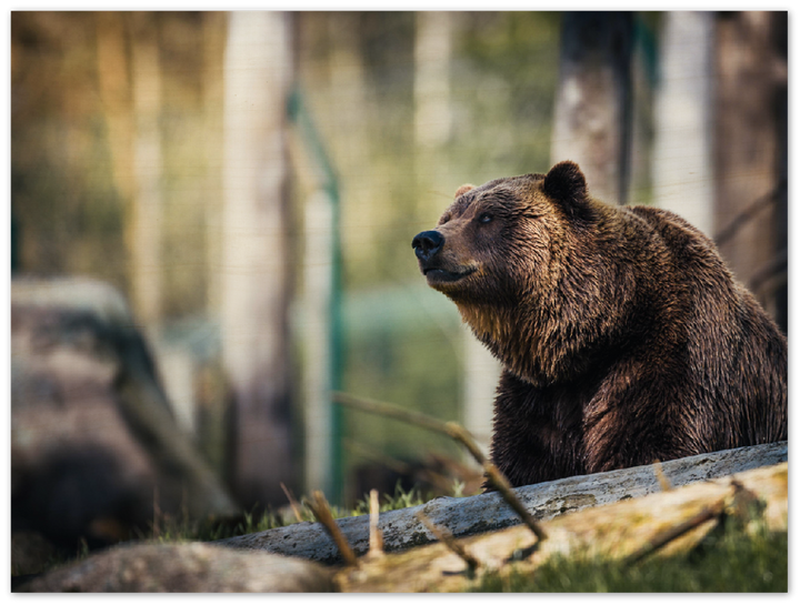 Happy Bear - Print - MetalPlex