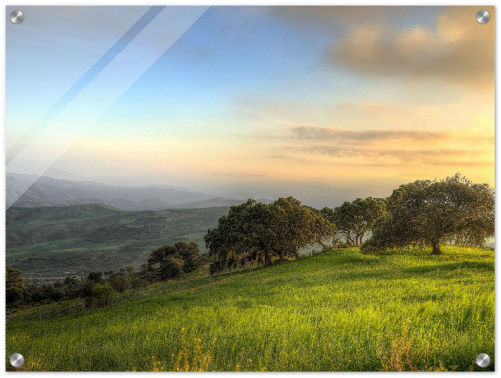 Hillside Trees - Print - MetalPlex