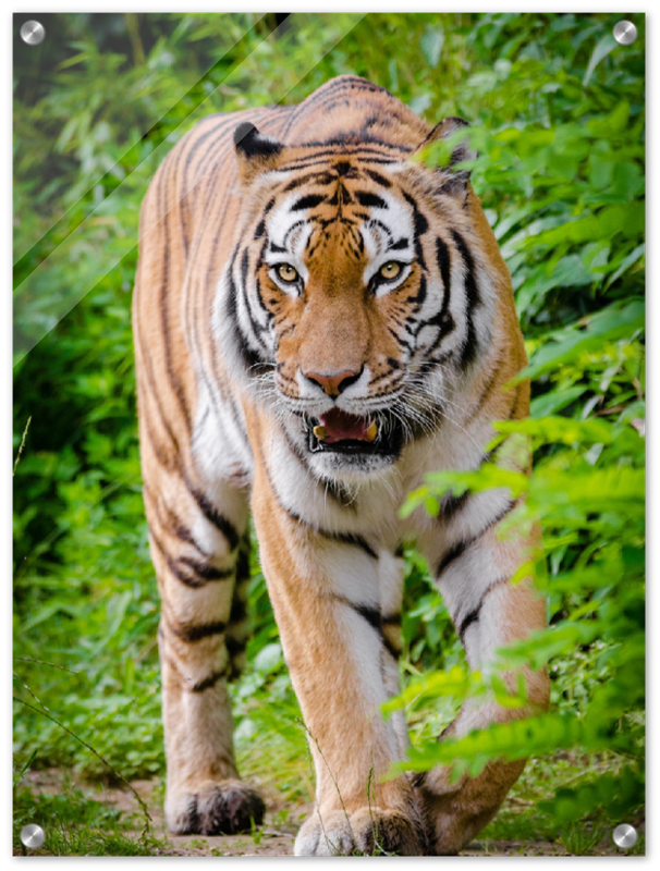 Hunting Tiger - Print - MetalPlex
