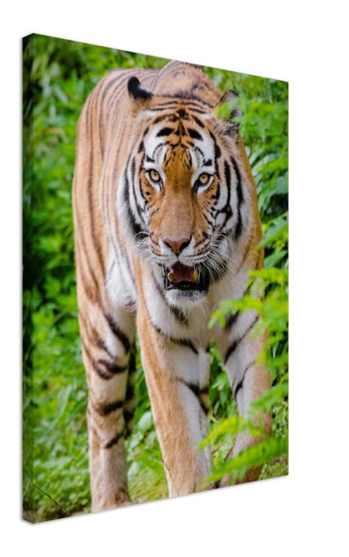 Hunting Tiger - Print - MetalPlex