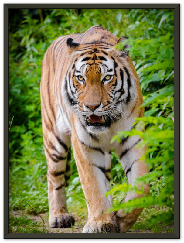 Hunting Tiger - Print - MetalPlex