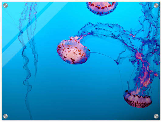 Jellyfish - Print
