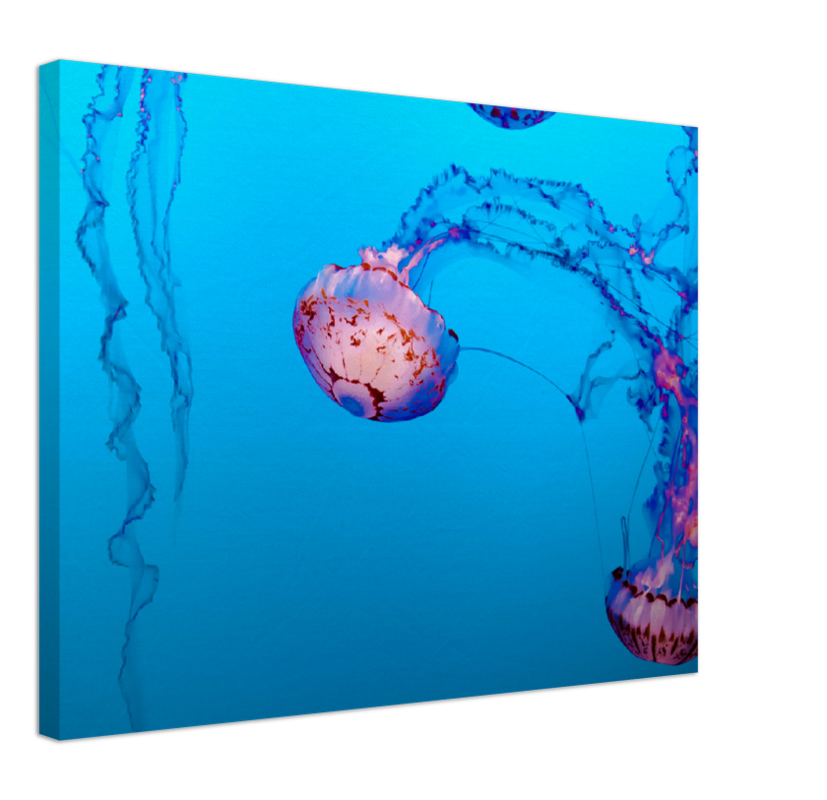 Jellyfish - Print - MetalPlex