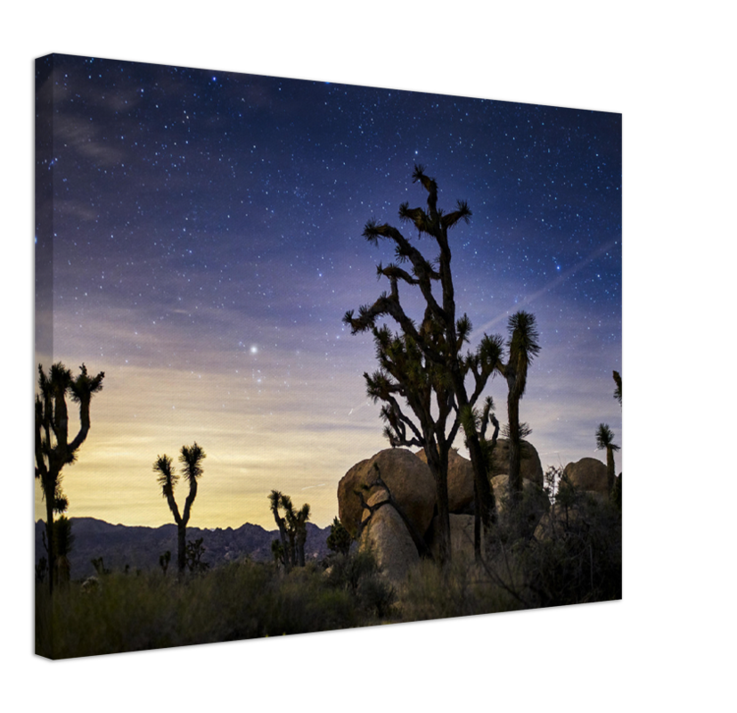 Joshua Tree - Print - MetalPlex