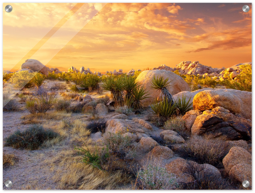Joshua Tree Sunset - Print - MetalPlex