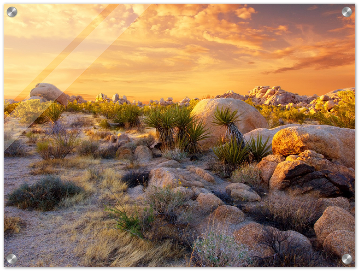 Joshua Tree Sunset - Print - MetalPlex