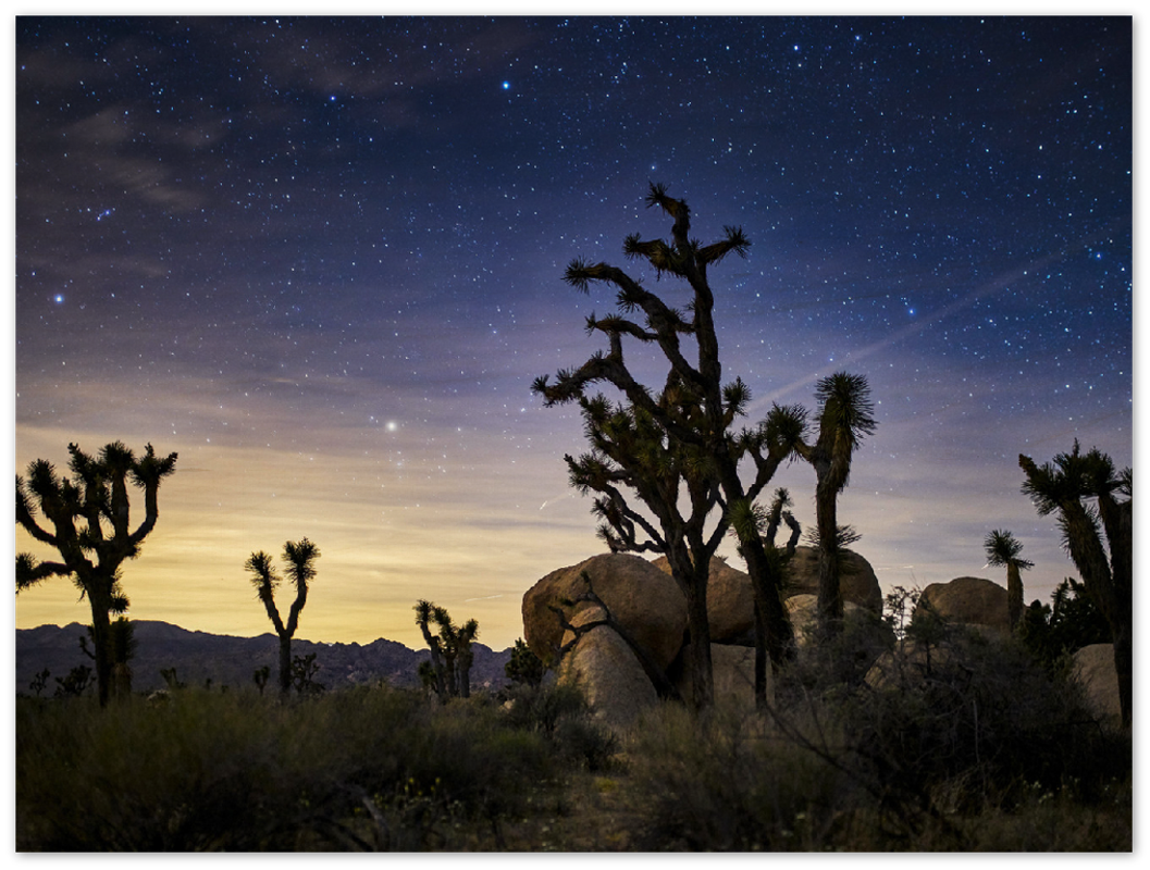 Joshua Tree - Print - MetalPlex