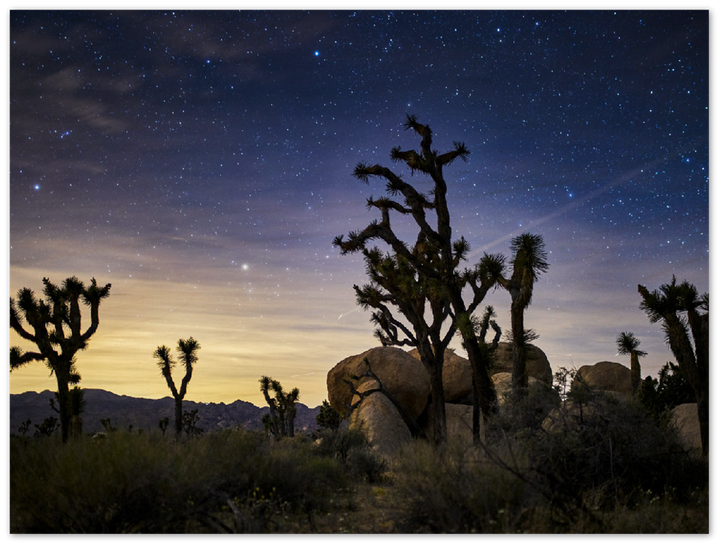 Joshua Tree - Print - MetalPlex