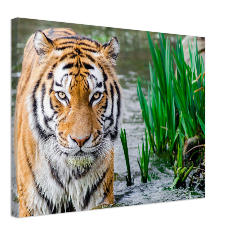 Jungle Tiger - Print - MetalPlex