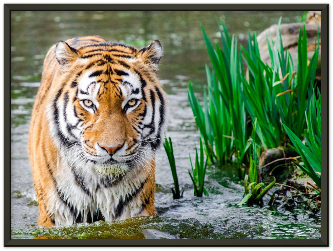 Jungle Tiger - Print - MetalPlex