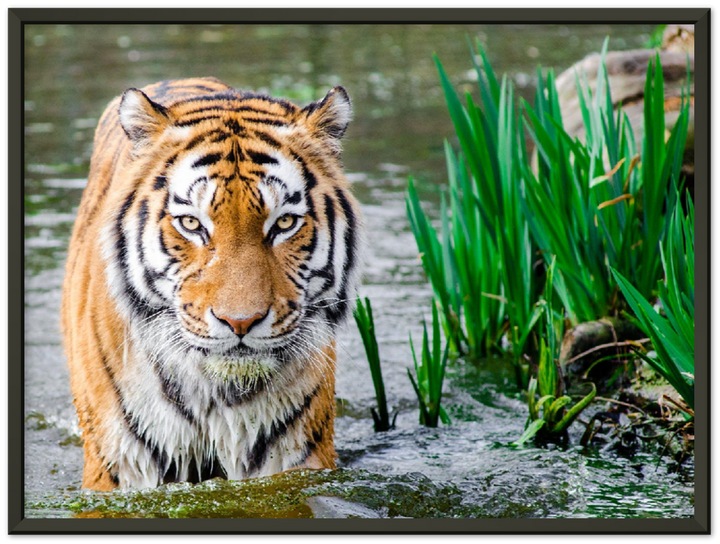 Jungle Tiger - Print - MetalPlex