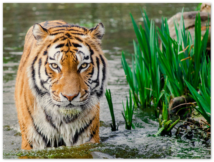 Jungle Tiger - Print - MetalPlex