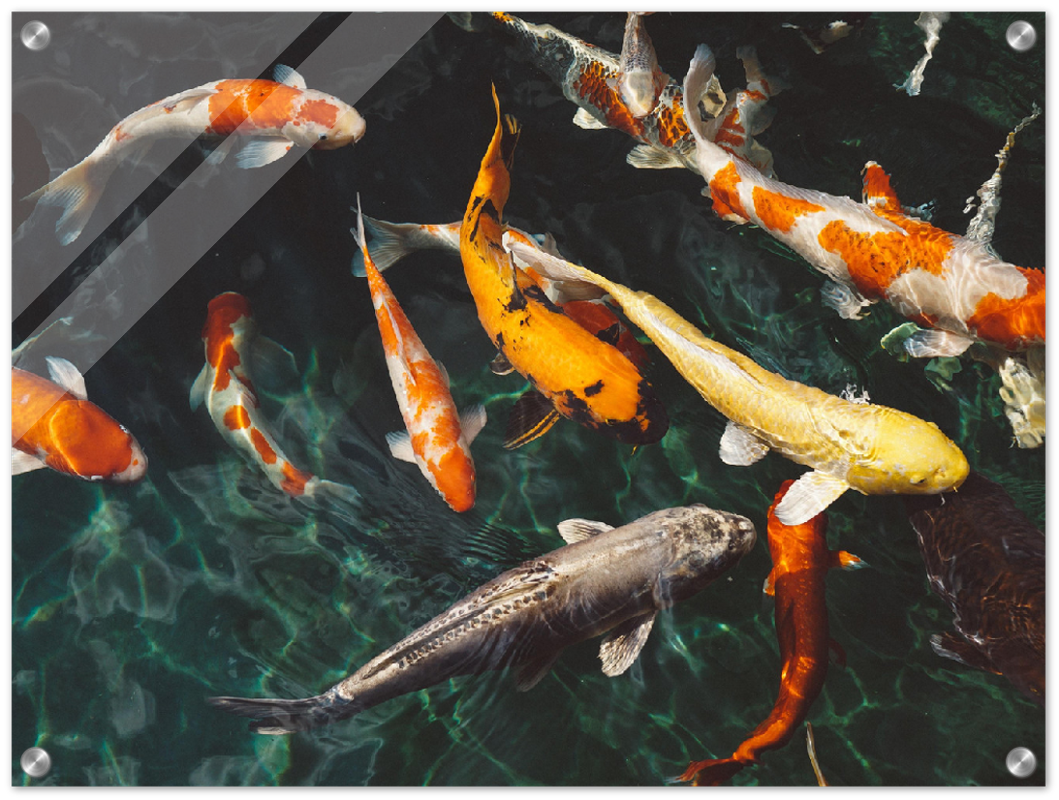 Koi Fish - Print - MetalPlex
