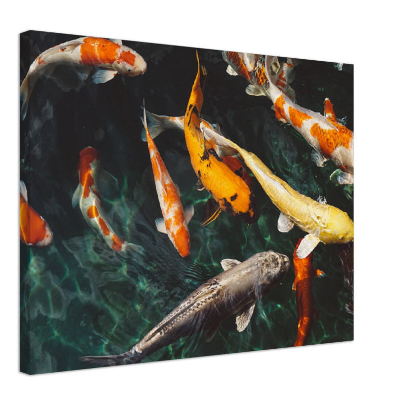 Koi Fish - Print - MetalPlex