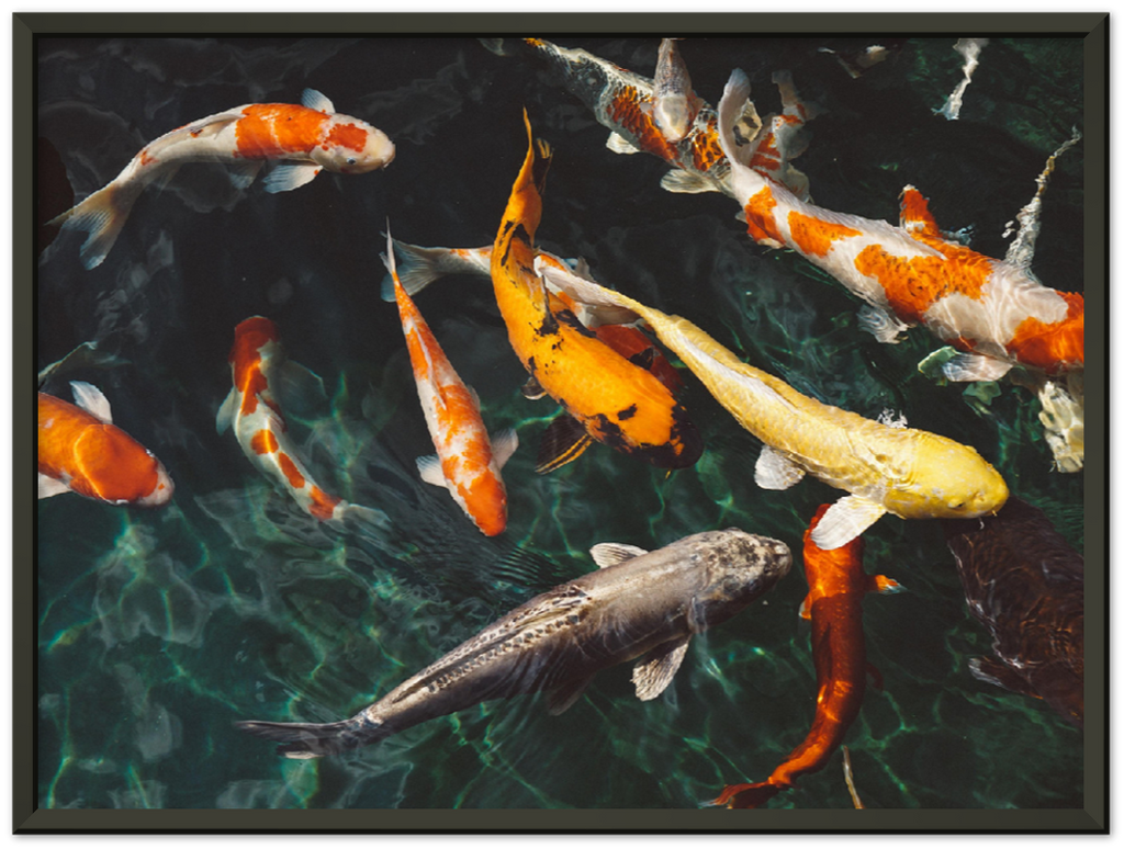 Koi Fish - Print - MetalPlex