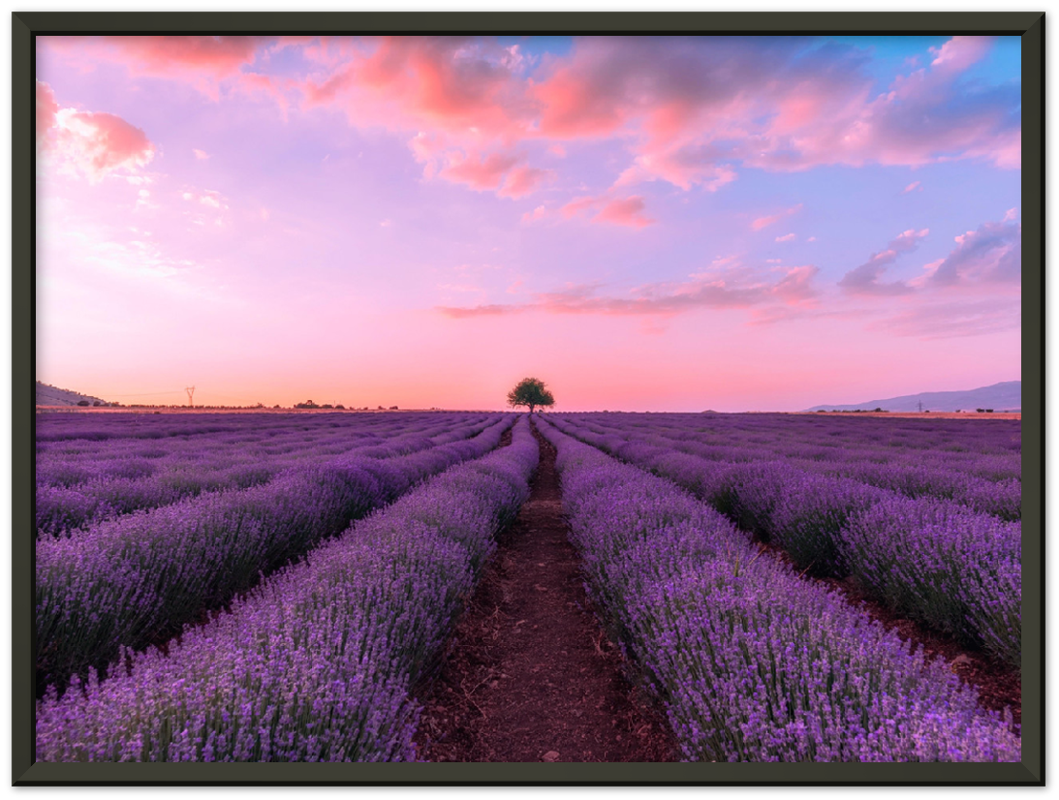 Lavender Fields - Print - MetalPlex