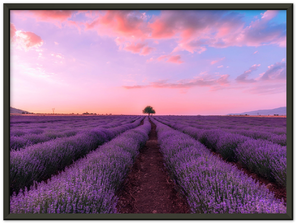 Lavender Fields - Print - MetalPlex