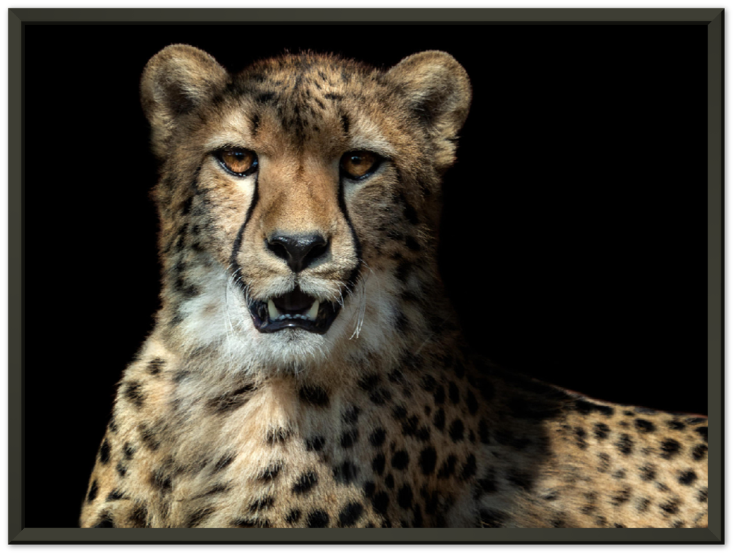 Leopard - Print - MetalPlex