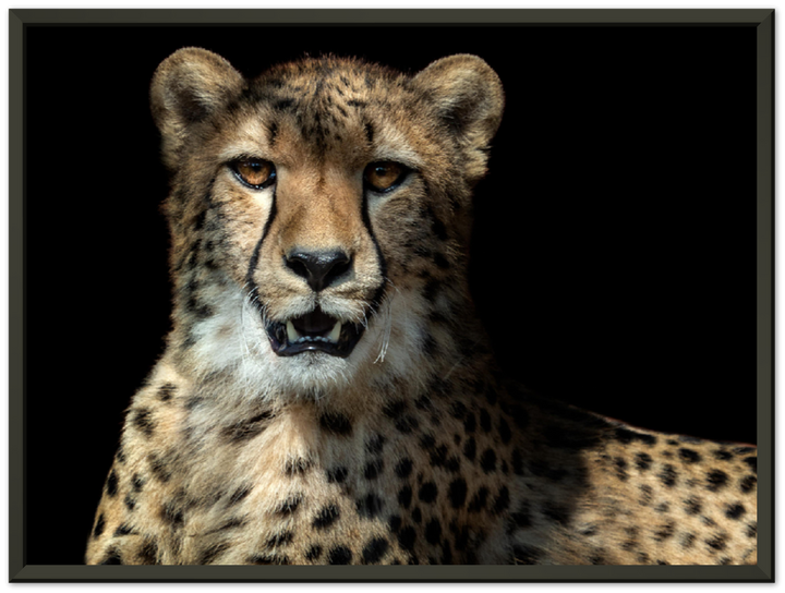 Leopard - Print - MetalPlex