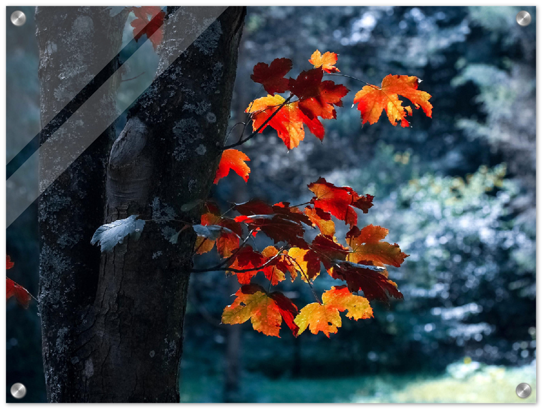 Maple Leaf - Print - MetalPlex