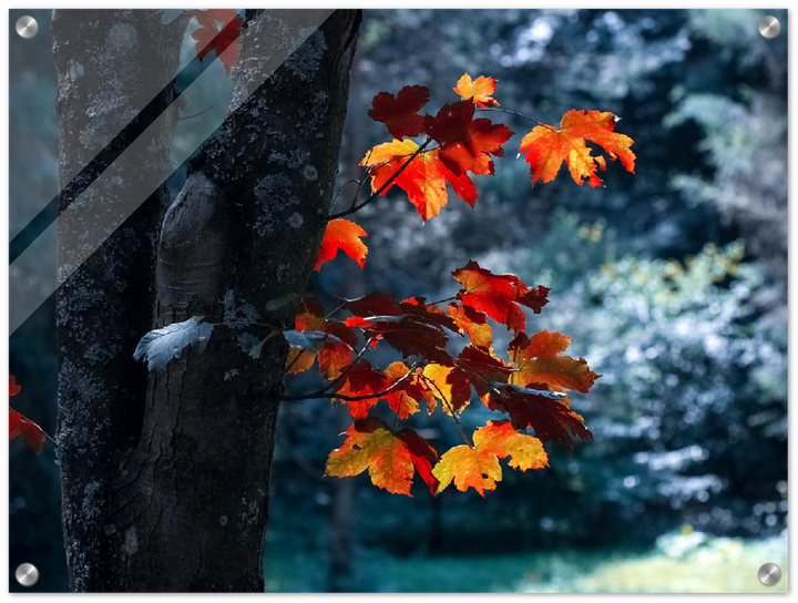Maple Leaf - Print - MetalPlex