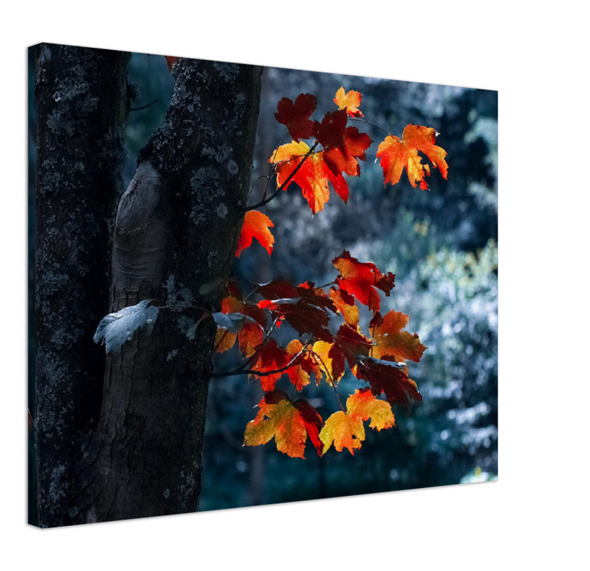 Maple Leaf - Print - MetalPlex