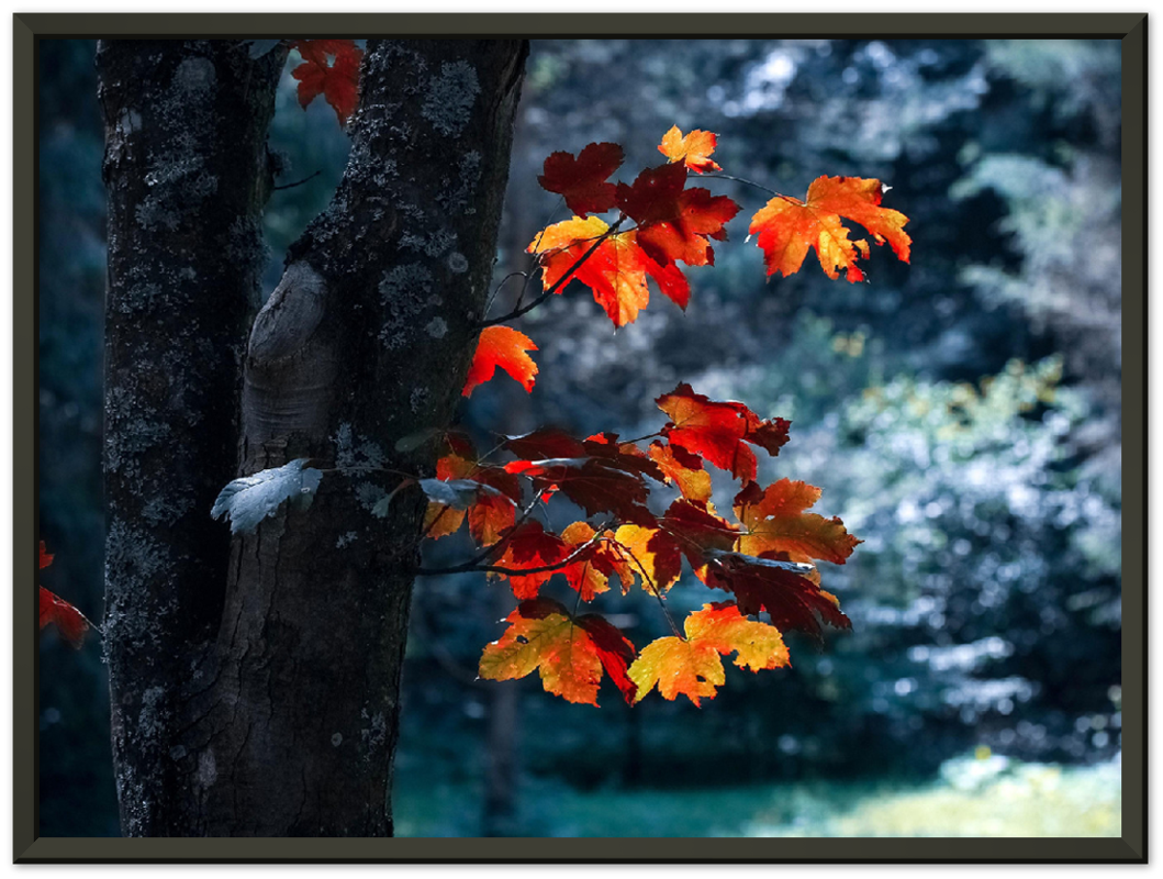 Maple Leaf - Print - MetalPlex